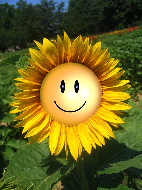 Smiley face sunflowert