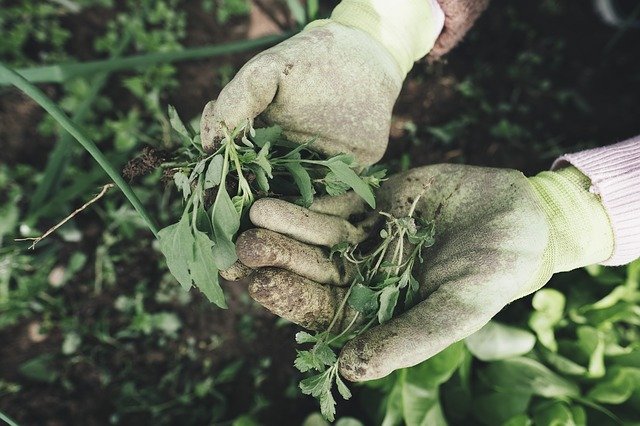 White gloved hands holding green veggies