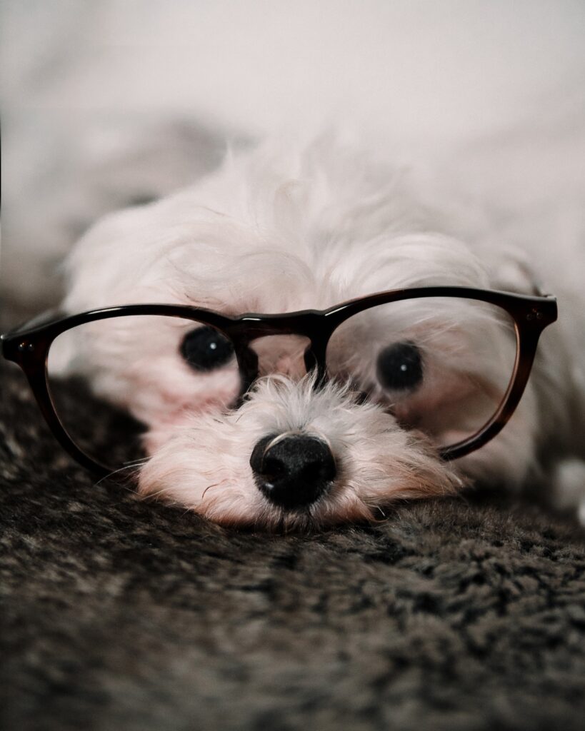white, small, fluffy dog with black button nose and black horned rim glasses