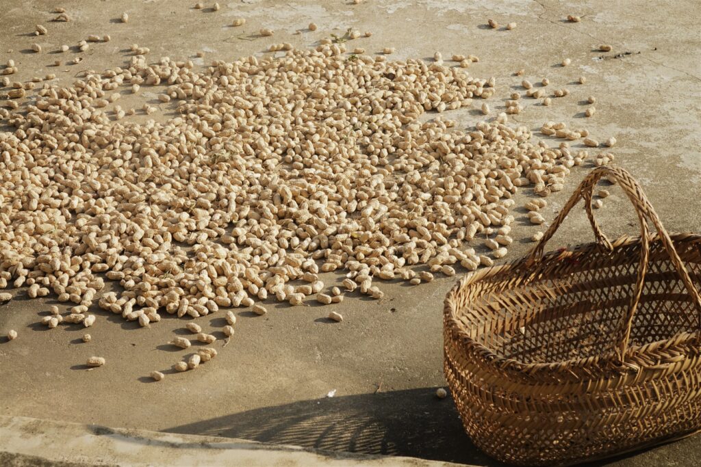 Many peanuts scattered on the ground with an empty basket nearby