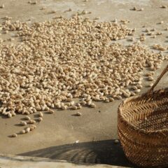 Many peanuts scattered on the ground with an empty basket nearby
