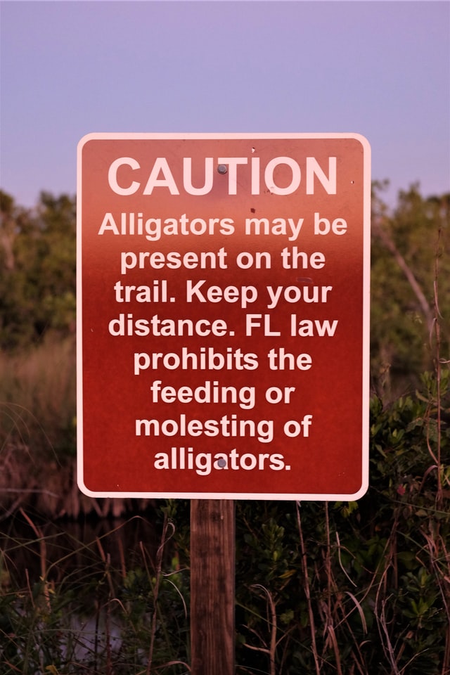Caution sign warns not to feed or molest alligators